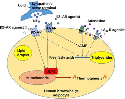 Latest Advancements on Combating Obesity by Targeting Human Brown/Beige Adipose Tissues